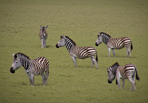 Animals