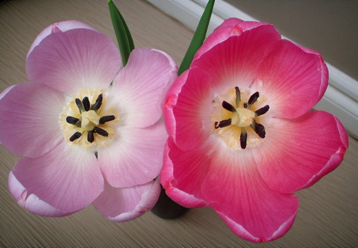 Overhead shot of two open tulip blooms