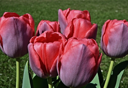 A cluster of seven deep pink and reddish-purple tulips 