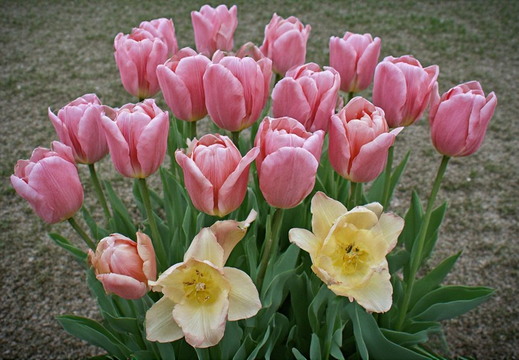 A cluster of blooming tulips