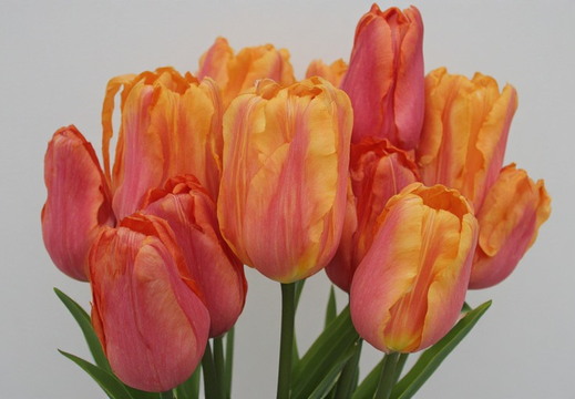 Vibrant bouquet of tulips