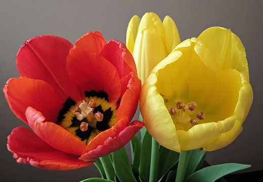 Tulips against a plain, dark grey background