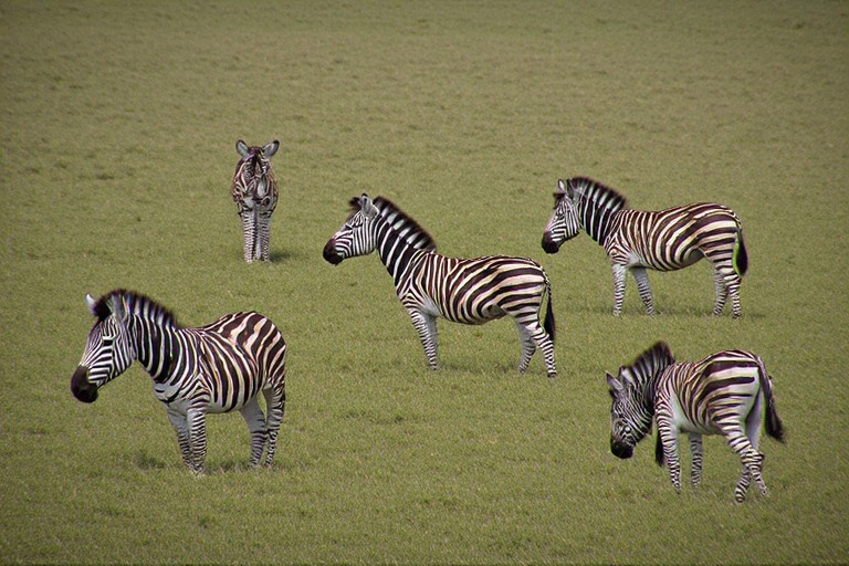 zebras.jpeg