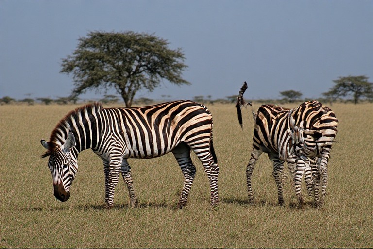 zebras.jpeg
