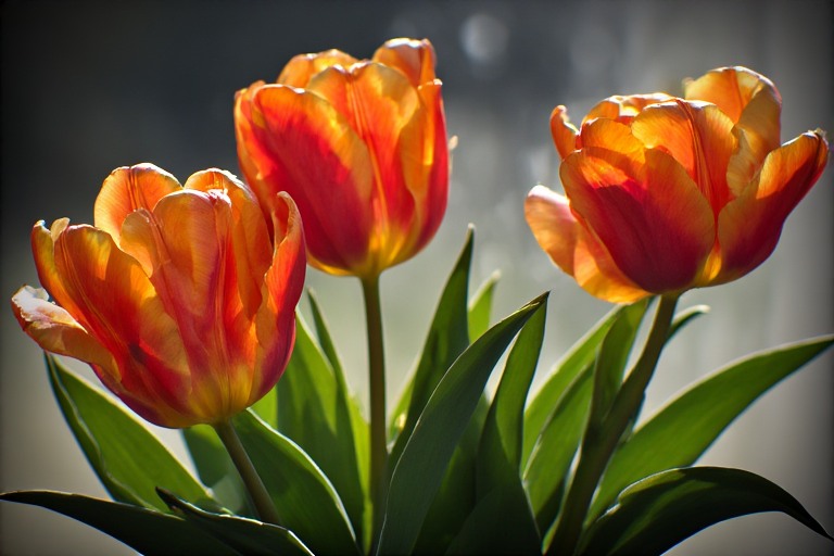 flowers.jpeg