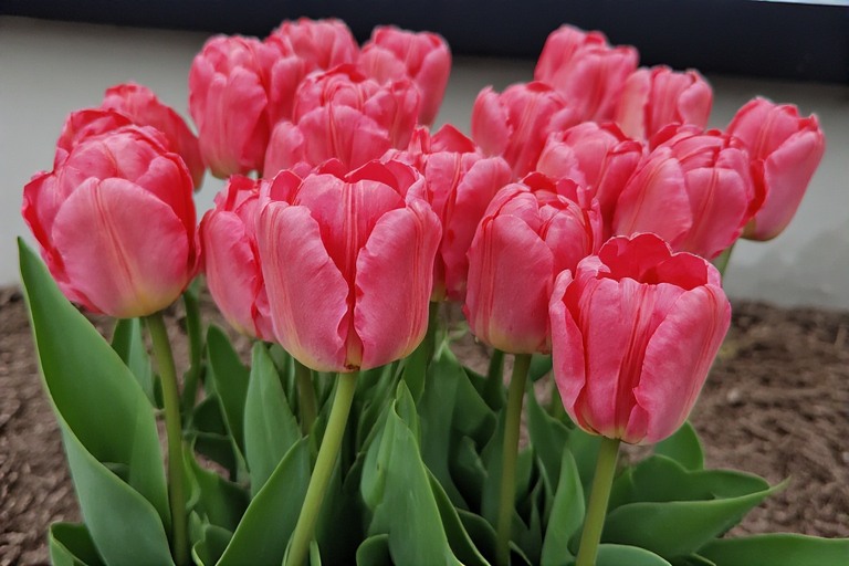 flowers.jpeg