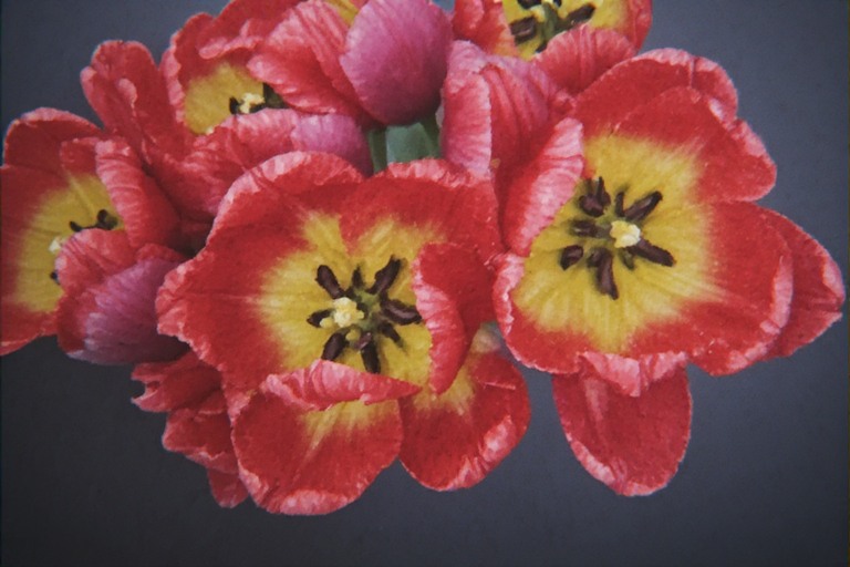 flowers.jpeg