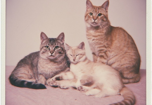 Cats