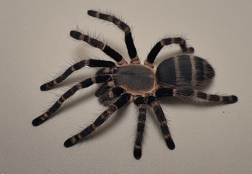Spiders